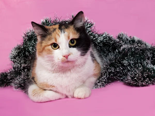 Tricolor cat wrapped Christmas tinsel lies on pink — Stock Photo, Image