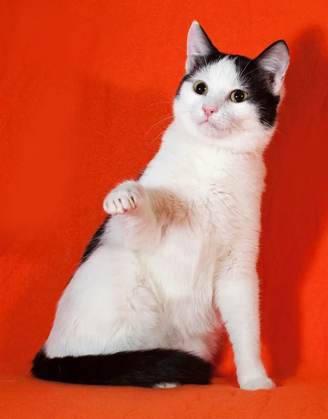 Biały z czarnymi plamami kotka siedzi na pomarańczowo — Zdjęcie stockowe