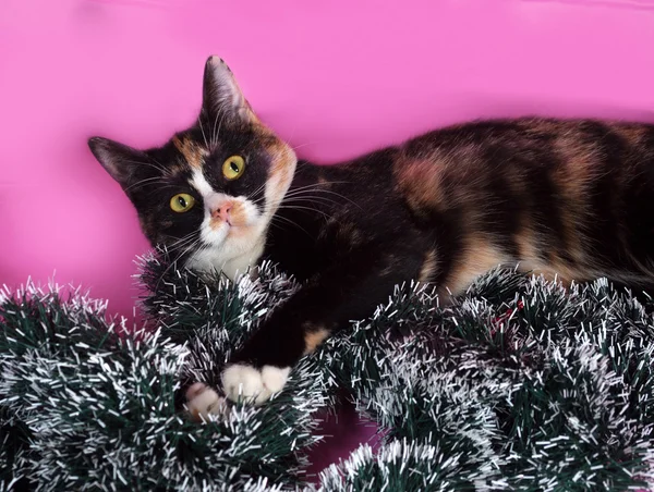 Gatto tricolore avvolto fili di lame di Natale, sdraiato sul rosa — Foto Stock