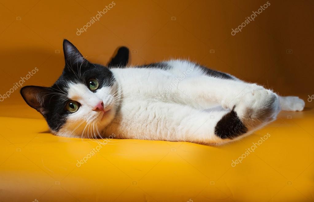 Chat Blanc Et Noir Repose Sur Le Jaune Image Libre De Droit Par Darzyhanna C Chat Blanc Et Noir Repose Sur Le Jaune Image Libre De Droit Par Darzyhanna C