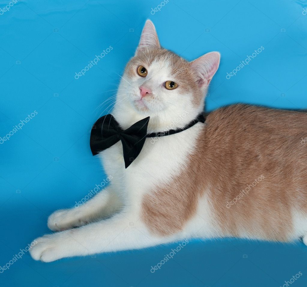 Chat Rouge Et Blanc En Nœud Papillon Repose Sur Bleu Image Libre De Droit Par Darzyhanna C Chat Rouge Et Blanc En Nœud Papillon Repose Sur Bleu Image Libre De Droit Par Darzyhanna C