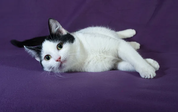 White with black spots kitten lying on lilac — Stock Photo, Image