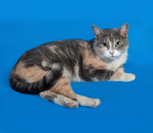 Tricolor Katze liegt auf blau — Stockfoto