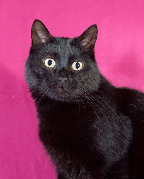 Czarny kot na szkarłat — Zdjęcie stockowe