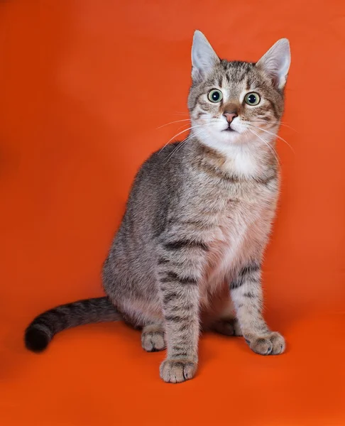 Tabby kitten zittend op oranje — Stockfoto