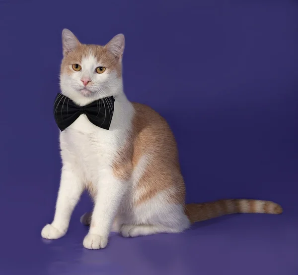 Red and white cat in bow tie sitting on blue — Stock Photo, Image