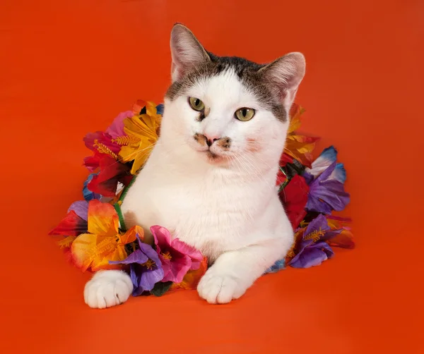 White and tabby cat wrapped Christmas tinsell lying on orange — Stock Photo, Image