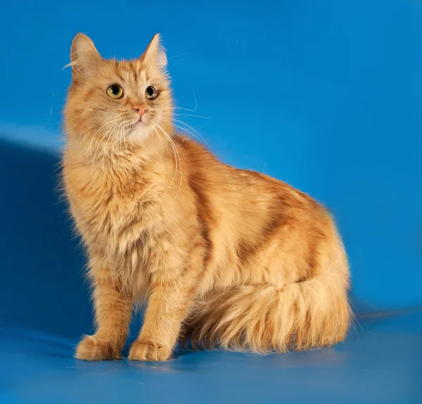 Ginger fluffy cat standing on blue — Stock Photo, Image