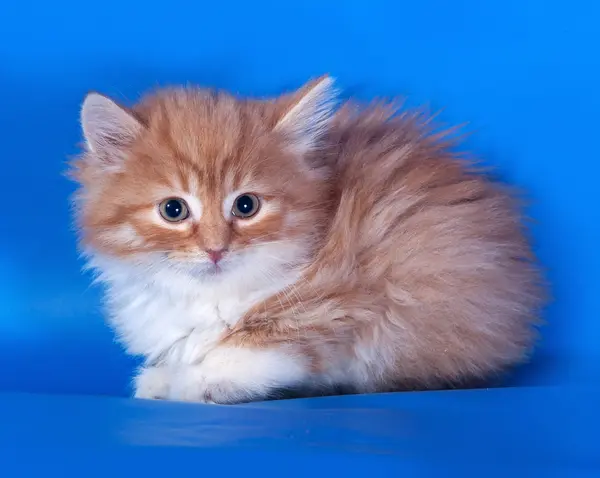 Fluffy red and white kitten sitting on blue — Stock Photo, Image