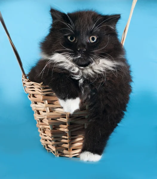 Fluffy black kitten sitting in basket on blue — Stock Photo, Image