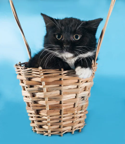 Načechraný černé kotě sedí v koši na modré — Stock fotografie