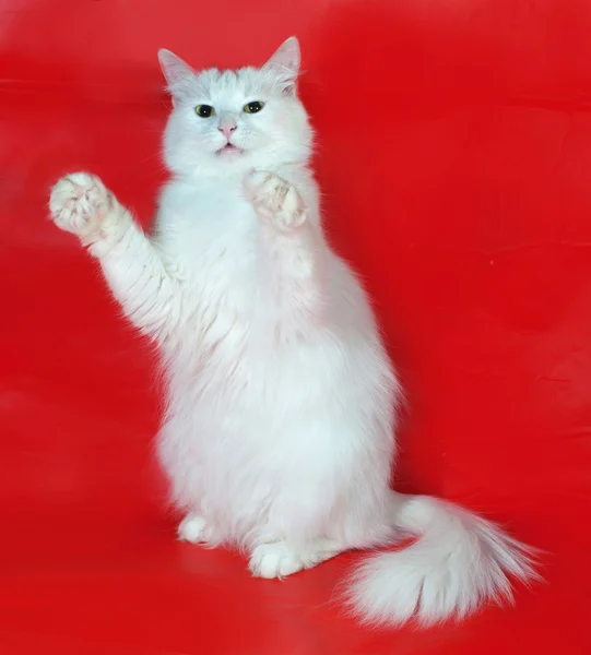 Beyaz kedi kırmızı üzerinde oynama — Stok fotoğraf