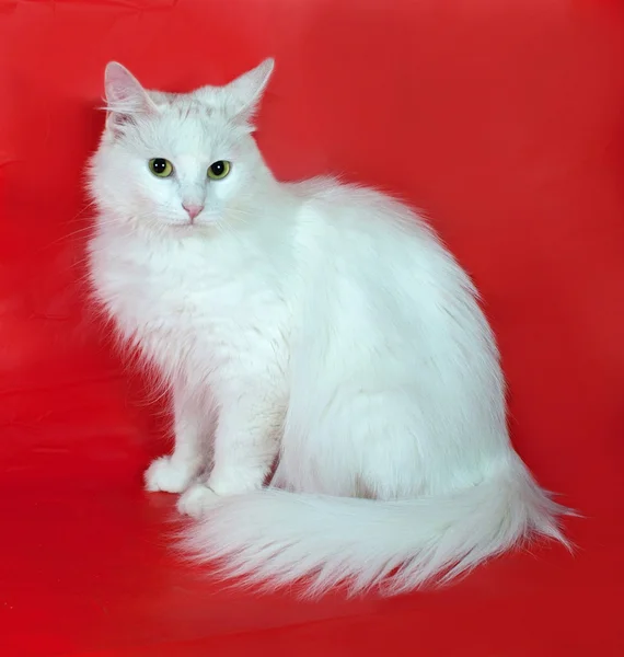 Witte kat zittend op rood — Stockfoto