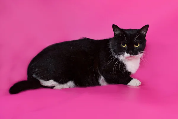 Black and white cat with yellow eyes lying on pink — Stock Photo, Image