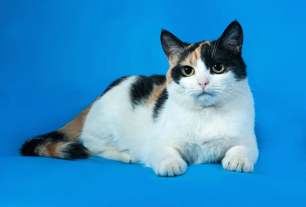 Tricolor katt med gula ögon på blå — Stockfoto