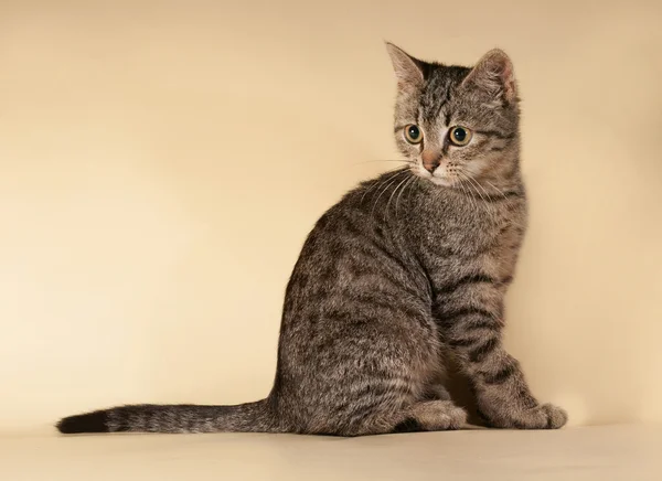 Chaton rayé assis sur jaune — Photo