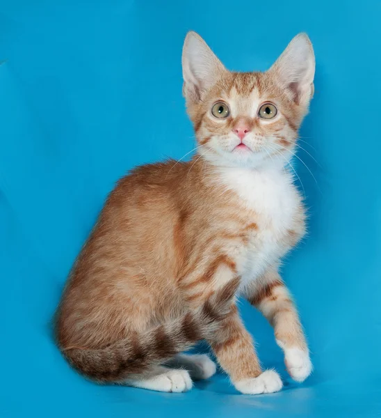 Gengibre e gatinho branco sentado no azul — Fotografia de Stock