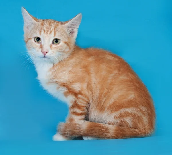 Rot-weißes Kätzchen sitzt auf blau — Stockfoto