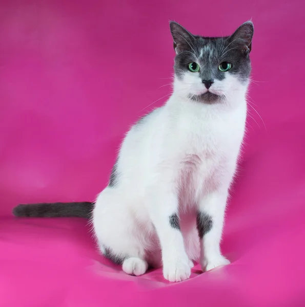 Weiße Katze mit grauen Flecken sitzt auf rosa — Stockfoto