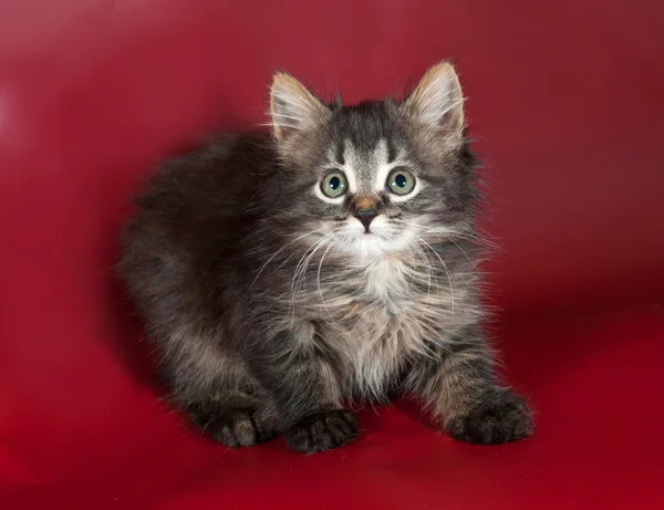 Little striped kitten sitting on red — Stock Photo, Image