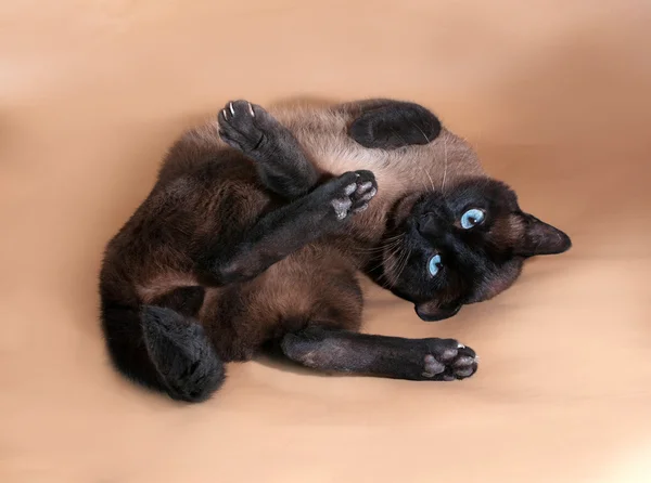 Tajski kotów niebieski oczy leżącego na brązowy — Zdjęcie stockowe