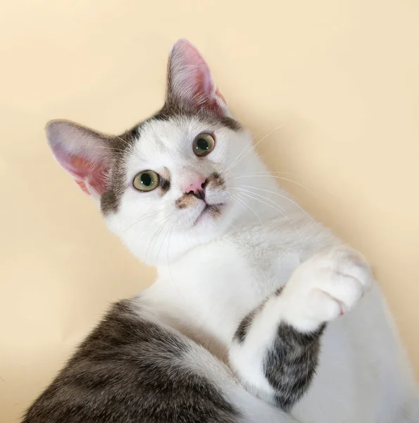 Witte kat met vlekken tiener op geel — Stockfoto