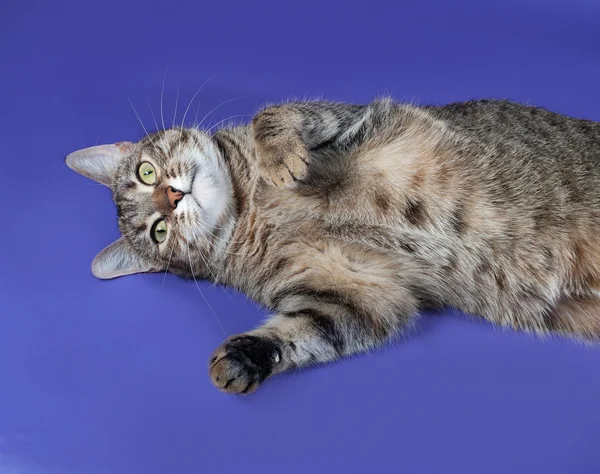 Thick striped cat lying on her back on blue — Stock Photo, Image