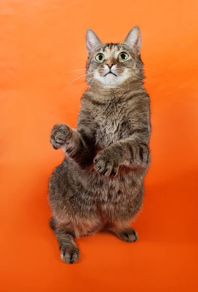 Трёхцветная полосатая кошка играет на оранжевом — стоковое фото