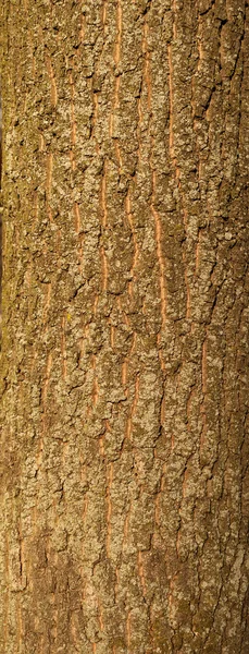 Texture of tree bark covered with green moss — Stock Photo, Image