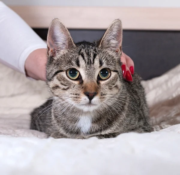 Табби котенок, лежащий на кровати — стоковое фото
