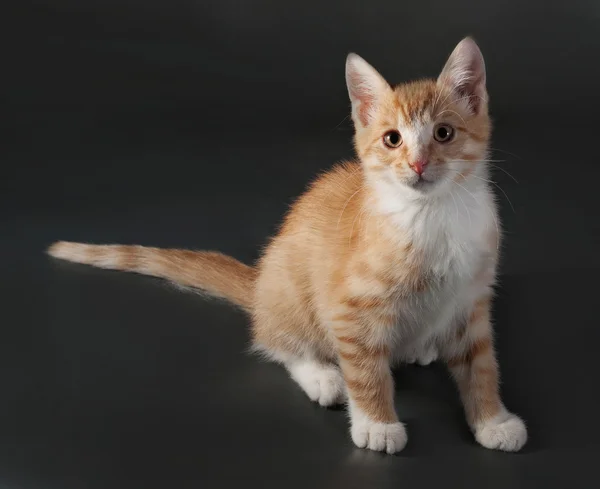 Red and white kitten sitting on gray — Stock Photo, Image