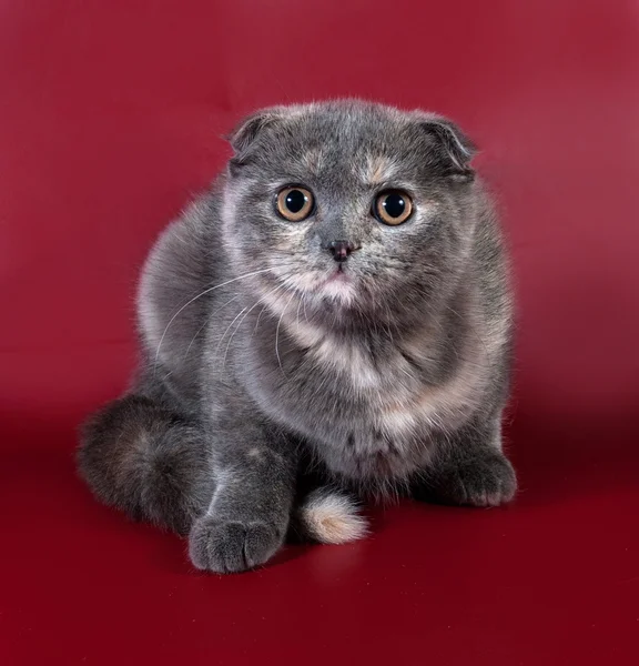 Cinza e ruivo Scottish Fold gato sentado na Borgonha — Fotografia de Stock