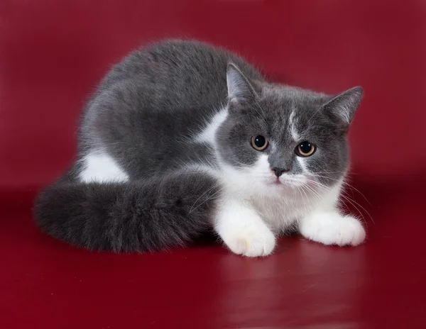 흰색과 회색 고양이 스코티시 폴드 부르고뉴에 앉아 — 스톡 사진
