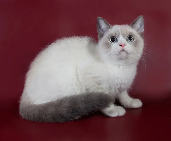 Gatto bianco e grigio scozzese Piegare seduto su bordeaux — Foto Stock