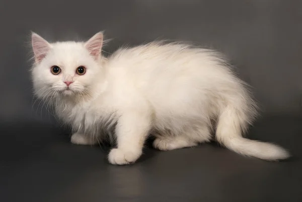 Witte kat Schotse vouwen ligt op grijs — Stockfoto
