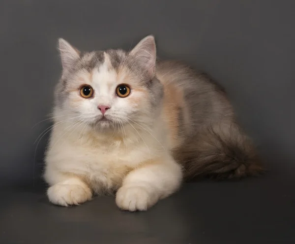 Tricolor gato escocés Doblar mentiras en gris —  Fotos de Stock