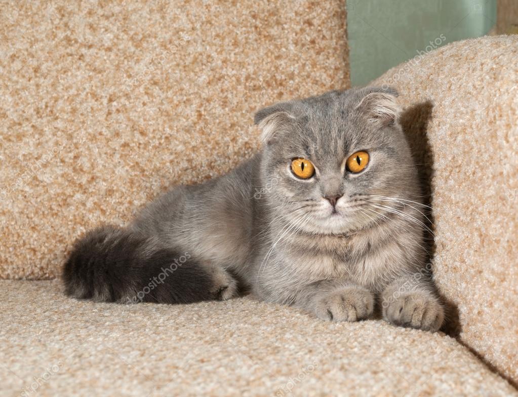 британская серая вислоухая кошка фото онлайн британская серая вислоухая кошка фото