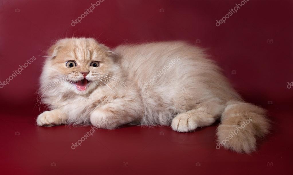 Ginger tabby cat Scottish Fold hissing on burgundy — Stock Photo © darzyhanna 61657877