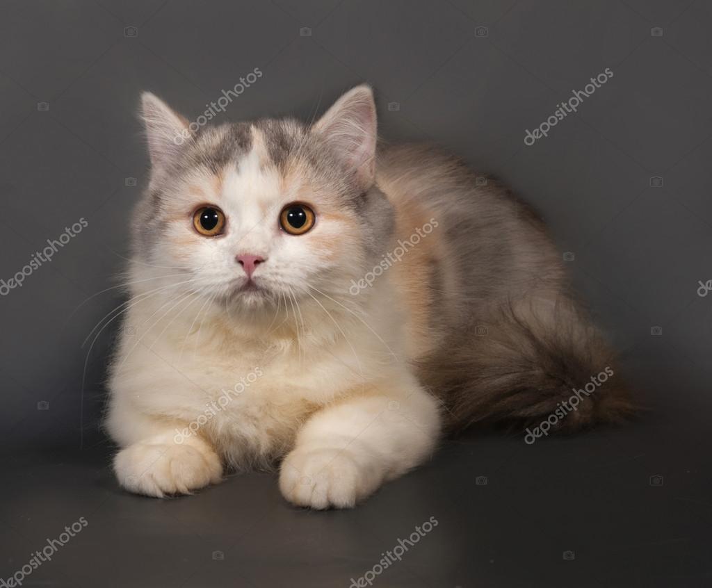 Tricolore Chat Ecossais Se Plie Sur Gris Image Libre De Droit Par Darzyhanna C Tricolore Chat Ecossais Se Plie Sur Gris Image Libre De Droit Par Darzyhanna C