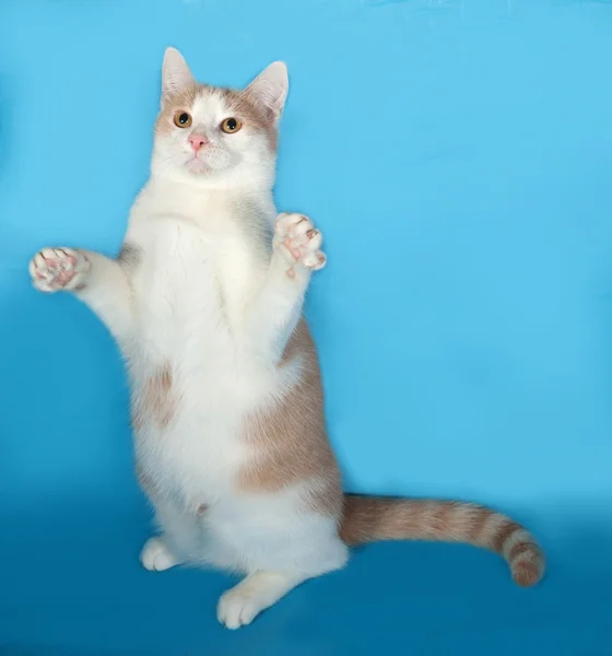 Ginger and white cat sitting on blue — Stock Photo, Image