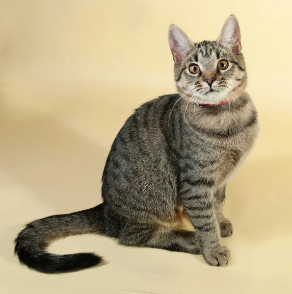 Tabby gatinho com olhos amarelos sentado no amarelo — Fotografia de Stock