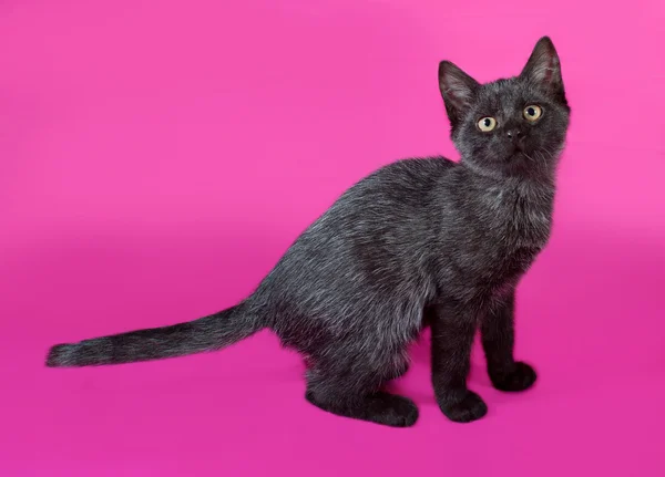 Black and gray kitten standing on pink — Stock Photo, Image