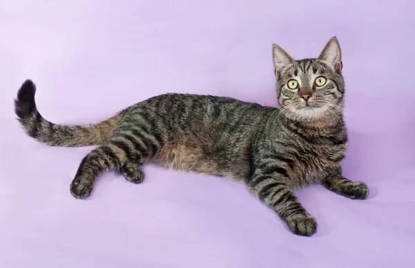 Tabby cat with green eyes lying on purple — Stock Photo, Image