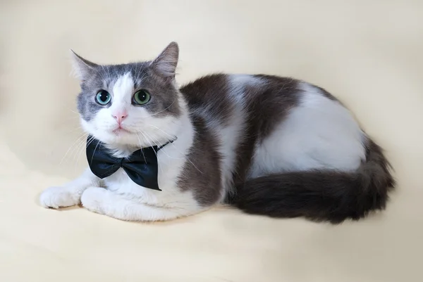 White cat with spots in bow tie lying on yellow — Stock Photo, Image