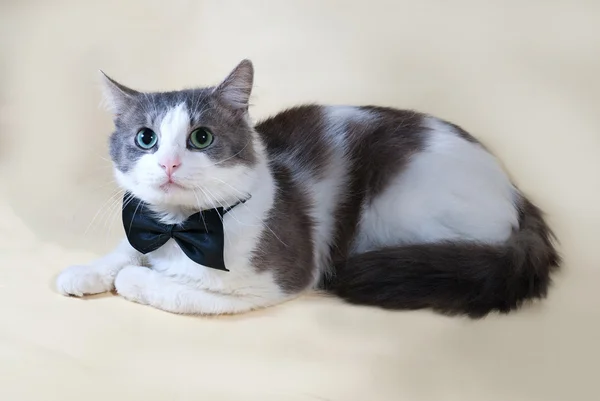 Gato blanco con manchas en pajarita acostado sobre amarillo — Foto de Stock