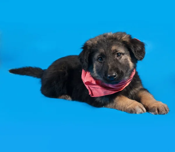 Black and red shaggy puppy in red bandanna lies on blue — Stock Photo, Image