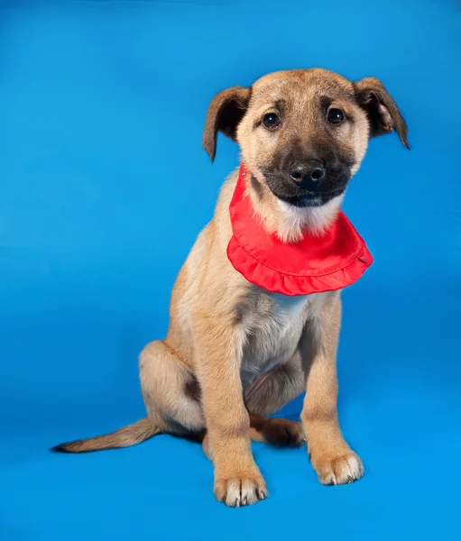 Chiot jaune mince en bandana rouge assis sur bleu — Photo