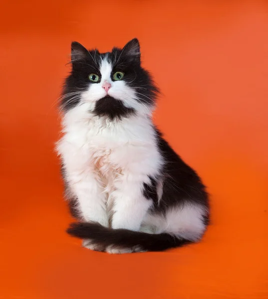 Bianco e nero morbido gattino seduto su arancione — Foto Stock