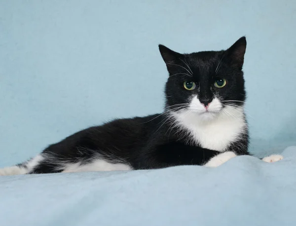 Gatto bianco e nero sdraiato sul blu — Foto Stock