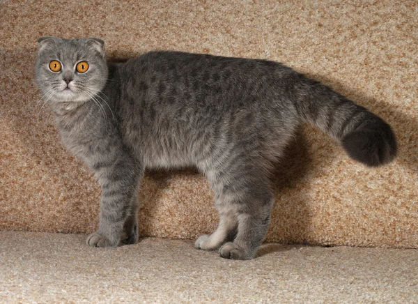 Scottish fold gray cat standing on couch — Stock Photo, Image